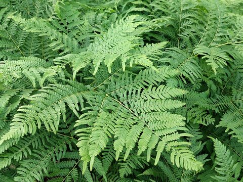 Pteridium aquilinum (common bracken) growing at the edge of a forest