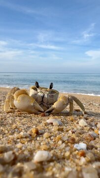 A crab on the beach