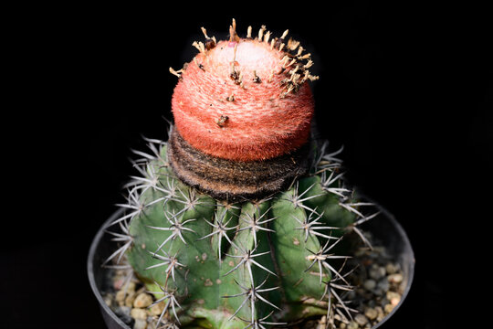 Melocactus zehntneri Turks cap cactus with a large orange red cephalium growing in a flowerpot close up