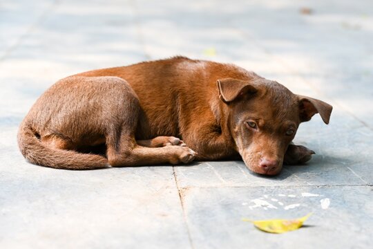 Cute sad brown puppy looking at a fallen yellow leaf on stone pavement close up concept of autumn melancholy loneliness and loyalty in park outdoor