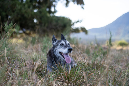 Chien berger hollandais &acirc;g&eacute; allong&eacute; dans l'herbe en pleine nature