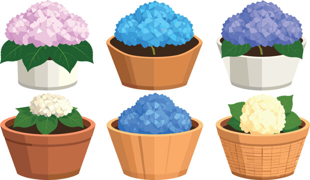 Beautiful hydrangea flower vector set featuring blooming potted garden plants with colorful pink blue and white petals, isolated flat cartoon design illustration elements.