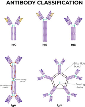 Antibody Classification Diagram Showing IgG, IgA, IgM, IgD and IgE Immunoglobulin Types Vector Illustration.