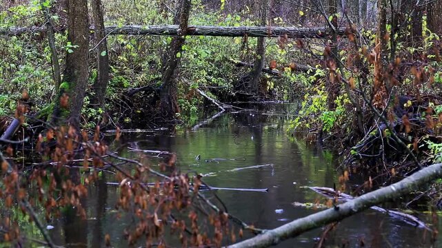 Narrow stream flowing through dense forest with fallen tree across water and reflections of foliage creating tranquil natural landscape