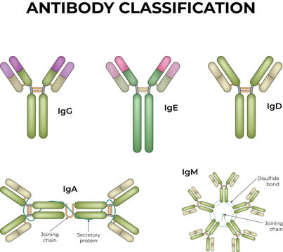 Antibody Classification Diagram Showing IgG, IgA, IgM, IgD and IgE Immunoglobulin Types Vector Illustration.