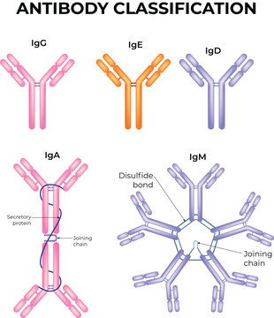 Antibody Classification Diagram Showing IgG, IgA, IgM, IgD and IgE Immunoglobulin Types Vector Illustration.