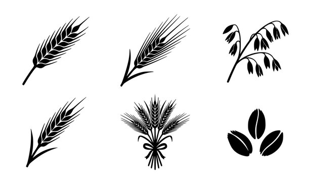Hand Drawn Wheat Barley Oat Grain Collection with Agricultural Botanical Nature Sketch Elements Bundle
