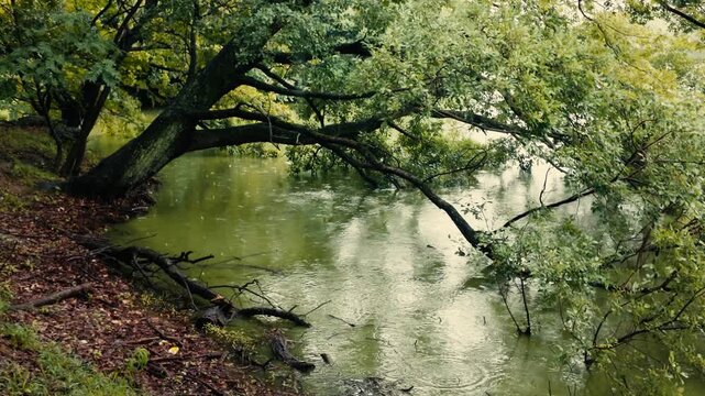 水面に広がる波紋と水辺の木々の美しい自然風景（視点固定）