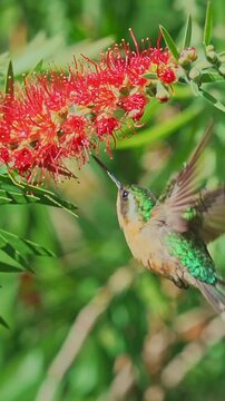 Hummingbird hovering to drink nectar from a vibrant red bottlebrush flower in this high definition nature video footage capturing the fast wing motion of the small iridescent bird as it feeds in a bri