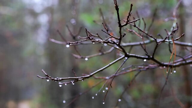 Close-up of bare tree branches covered in glistening raindrops during light rain or drizzle in forest nature setting on overcast day