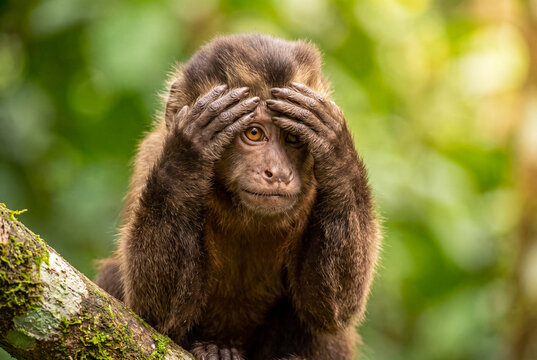 Capuchin monkey holding both hands on its head looking stressed or confused in the jungle.