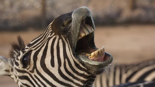 A funny close-up shot of a striped wild zebra yawning widely with its mouth open, showing its teeth and tongue on the savanna.