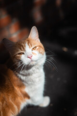 Close-up of orange and white cat in soft sunlight © Sandor Szmutko