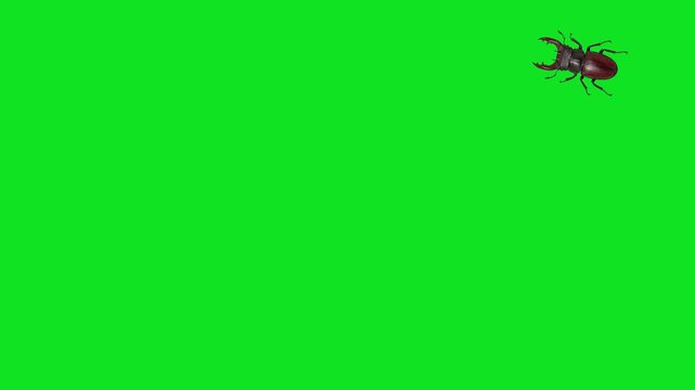 Three stag beetles with large mandibles walk across a green screen background