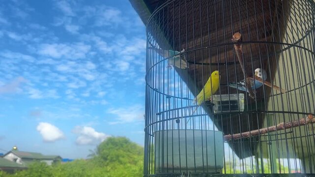 Video of lovebirds inside the cage with clouds background