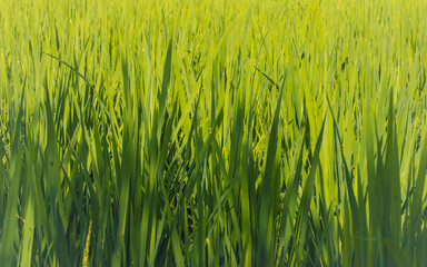 Obraz premium rice field in lombok, indonesia