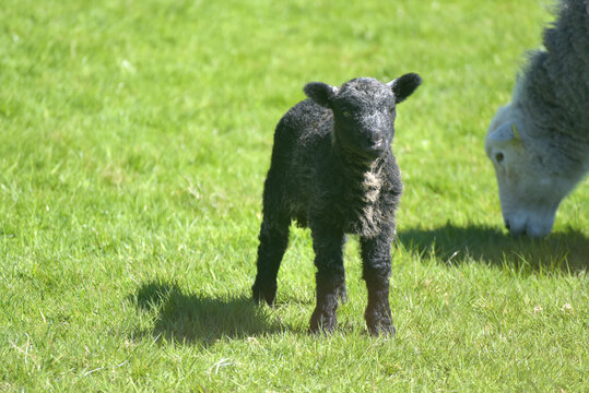 Sheep and lamb in the valley of Great Langdale to the Langdale Pikes in the Lake District