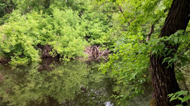 Lush green foliage of trees and shrubs reflected in still water of tranquil forest pond on bright day showing natural landscape and serene environment
