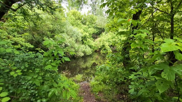 Lush green forest surrounding tranquil water with clear reflection of trees on surface, narrow dirt path leading towards edge of peaceful natural environment