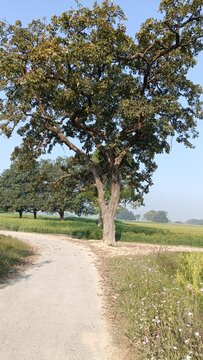 Indian Butter Tree