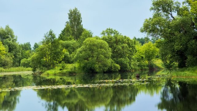 Summer river landscape with calm water surface reflecting lush green trees and dense foliage on banks, dotted with yellow water lilies under clear sky.