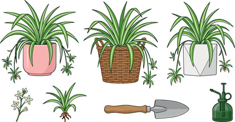 Spider plant houseplant vector set featuring potted chlorophytum comosum elements with garden trowel shovel and spray water bottle sprayer © MstHura