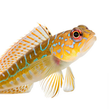 Vibrant colorful goby fish isolated on white background.