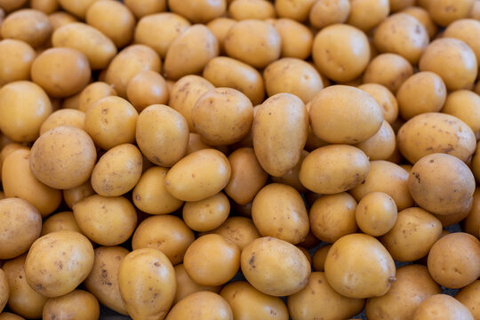 Fresh potato pile with blurred background
