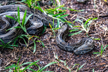zwierzę, zwierzęta, Animal, dzikie, natura, egzotyczny, egzotyka, Afryka © Piotr
