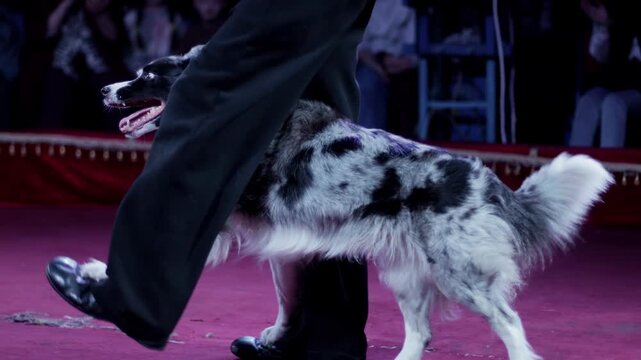Trained border collie dog performing trick walking between legs of trainer on red carpet of circus ring under bright lights, audience watches, show act entertainment slow mo