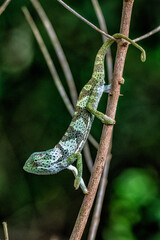 zwierzę, zwierzęta, Animal, dzikie, natura, egzotyczny, egzotyka, kameleon © Piotr