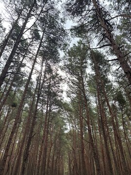 Tall pine trees reaching towards the sky in a serene forest  