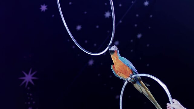 Colorful macaw and white cockatoo parrots performing acrobatic act with metal hoops against dark starry background circus stage during entertainment show event slow motion