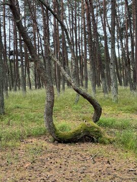 Curved tree trunk with moss in forest clearing surrounded by pines  