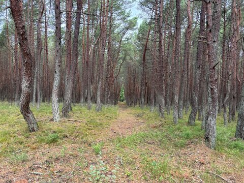 Dense pine forest path with green undergrowth in summer  
