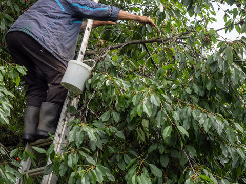 Senior Man Harvesting Fresh Cherries From Tree With Bucket and Ladder