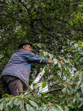 Senior Man Picking Fresh Cherries From Tree While Standing on Ladder
