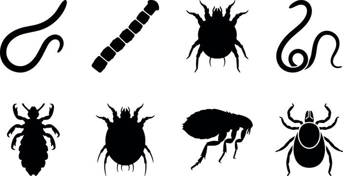 Parasites and medical pests vector silhouettes collection featuring ticks fleas lice mites and worms icons