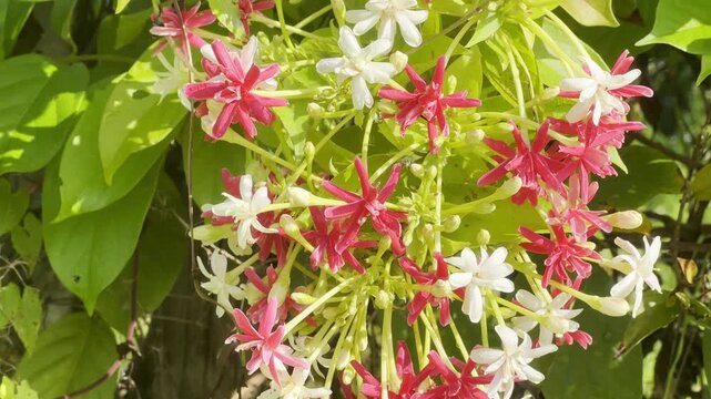Combretum indicum flower, white and orange mixed color flower, natural