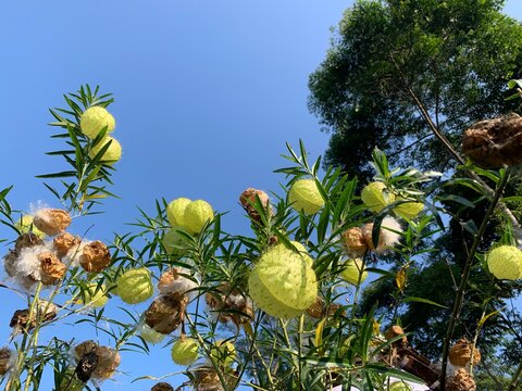 Gomphocarpus physocarpus balloon plant seed pods growing under a clear blue sky. 