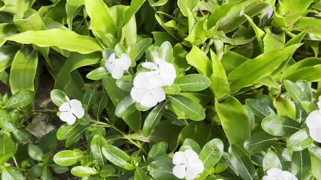 White Madagascar Periwinkle Flower