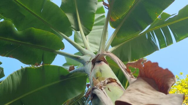 Low angle shot of a banana tree with green leaves against blue sky