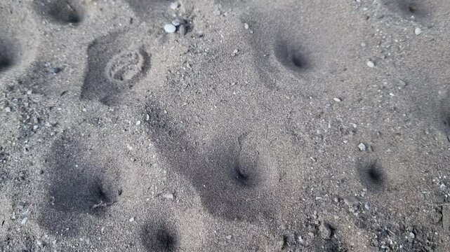 Multiple antlion larvae funnel traps in dry sandy soil ground close up