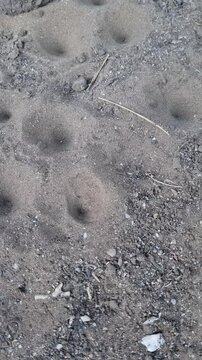 Multiple antlion larvae funnel traps in dry sandy soil ground close up. Vertical Video 