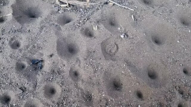 Multiple antlion larvae funnel traps in dry sandy soil ground close up