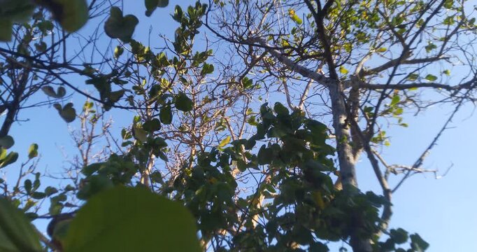 Looking up through green leaves and branches towards a clear blue sky.