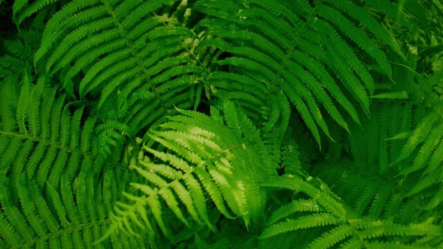 Vibrant green ferns fill the frame with lush, layered fronds. Sunlight gently filters through, highlighting each leaf's delicate veins. The scene feels serene and natural. Ideal for environmental