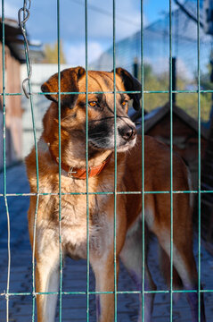 Homeless Dog in Shelter Kennel Waiting for Adoptio. Animal Rescue