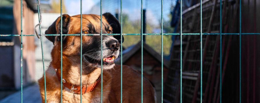 Homeless Dog in Shelter Kennel Waiting for Adoptio. Animal Rescue