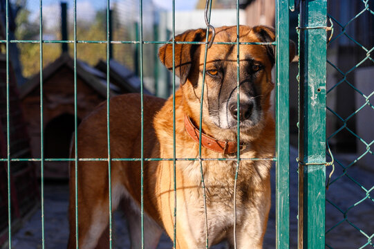 Homeless Dog in Shelter Kennel Waiting for Adoptio. Animal Rescue